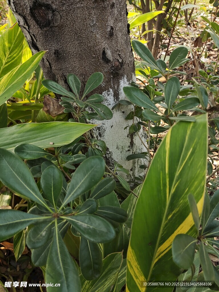 树干旁的翠绿植物
