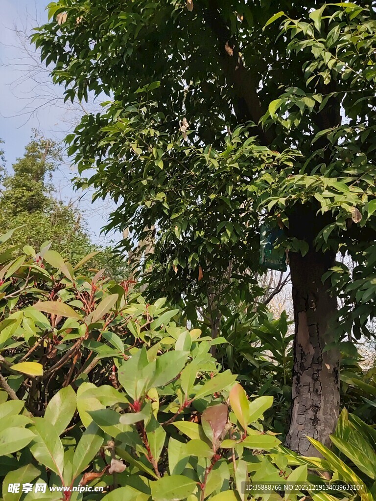 繁茂绿植与高大树木景观