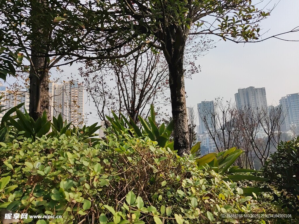 城市绿植与远处高楼景观