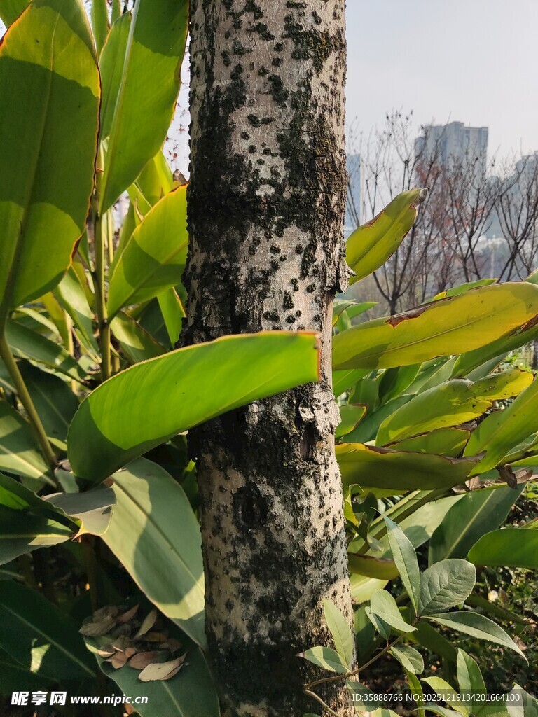 树干旁的翠绿植物