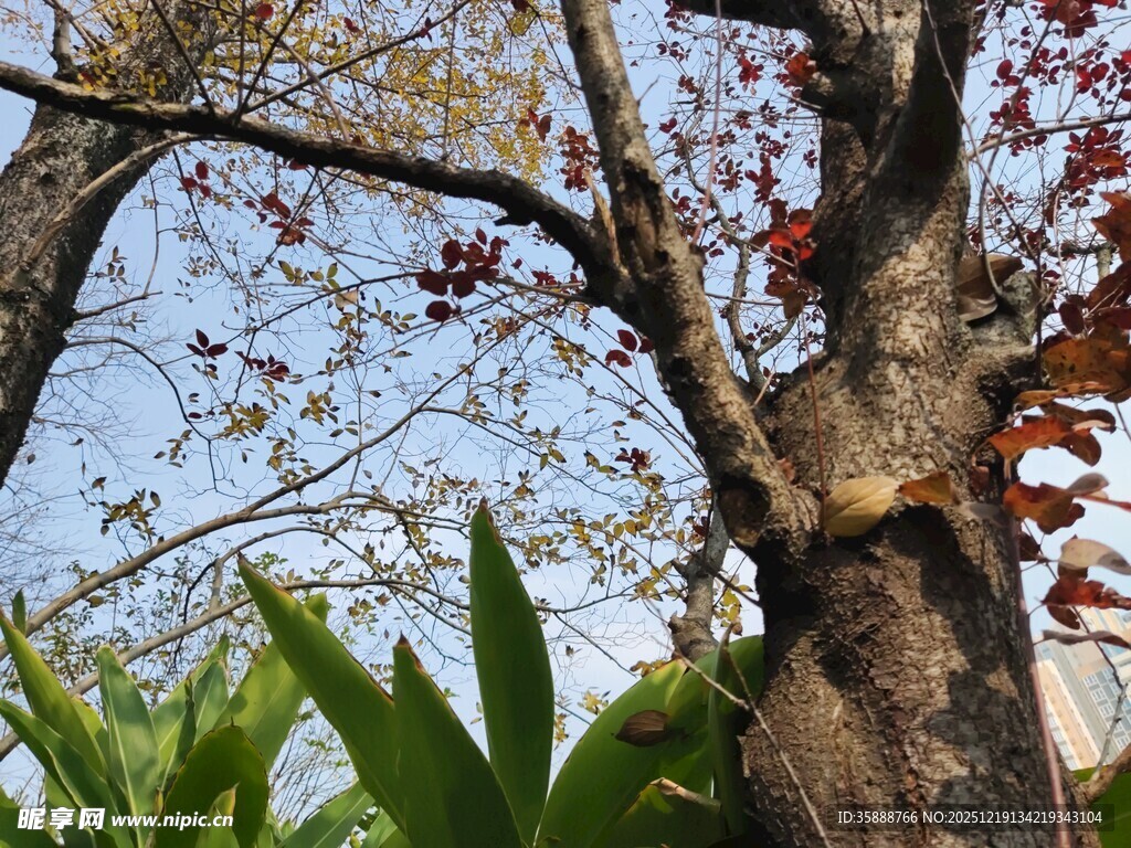 老树旁的翠绿植物