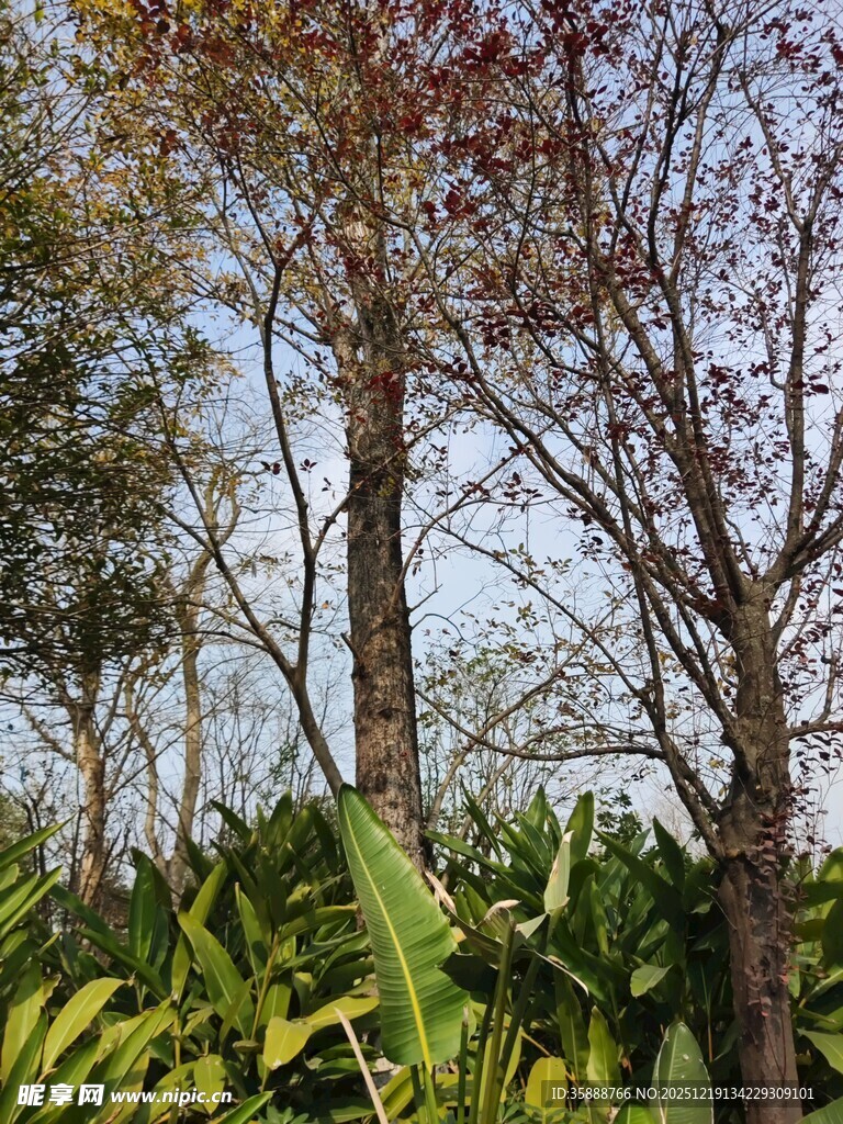 秋日林间树木与绿植景致