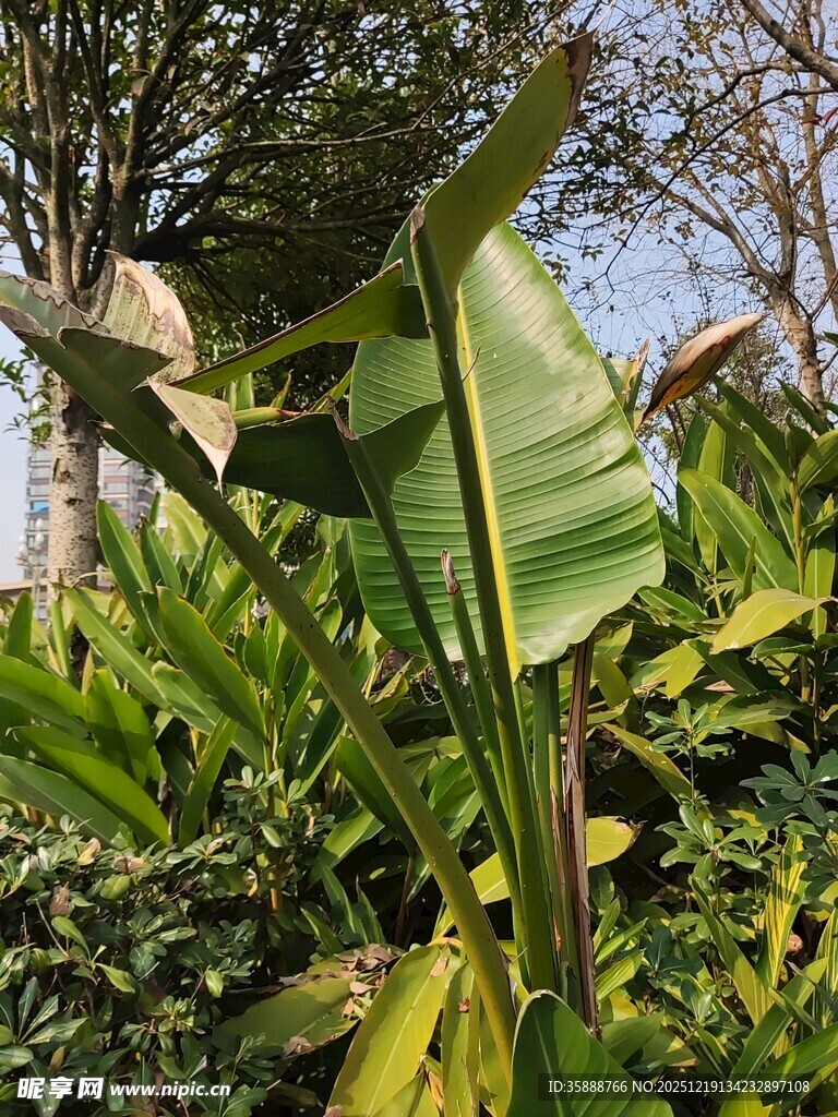 户外芭蕉叶植物景观