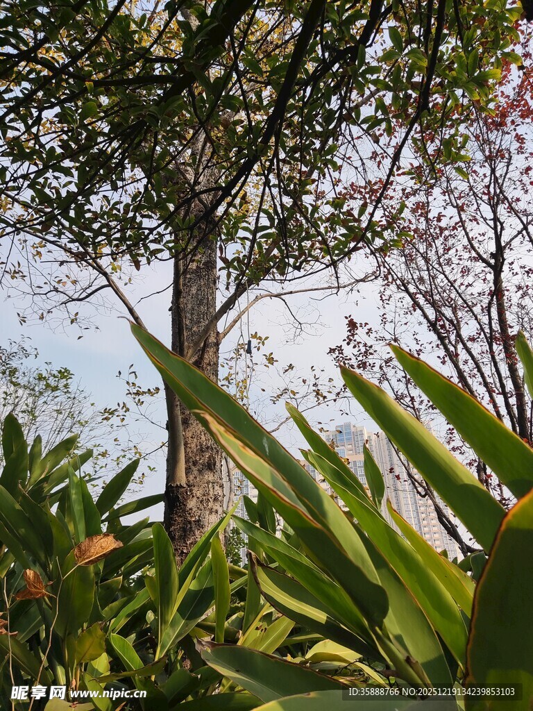 林间绿植与挺拔树木景观