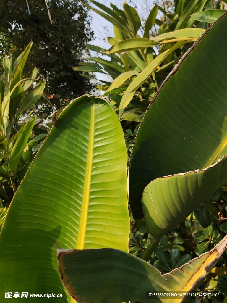 翠绿芭蕉叶特写