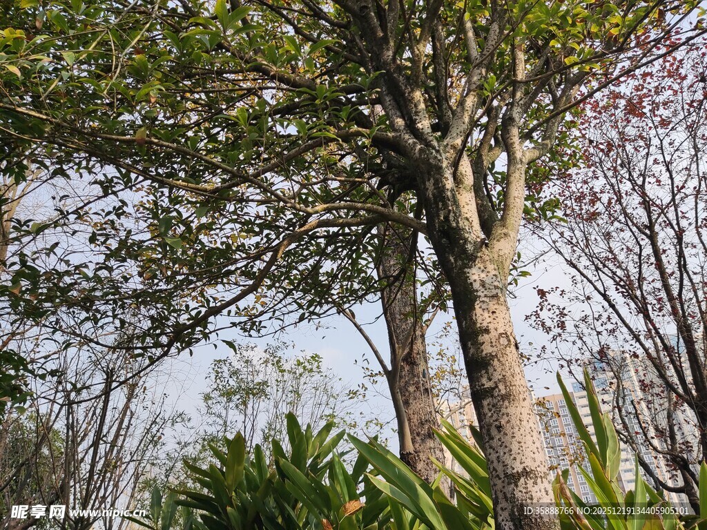 林间树木与繁茂绿植景观