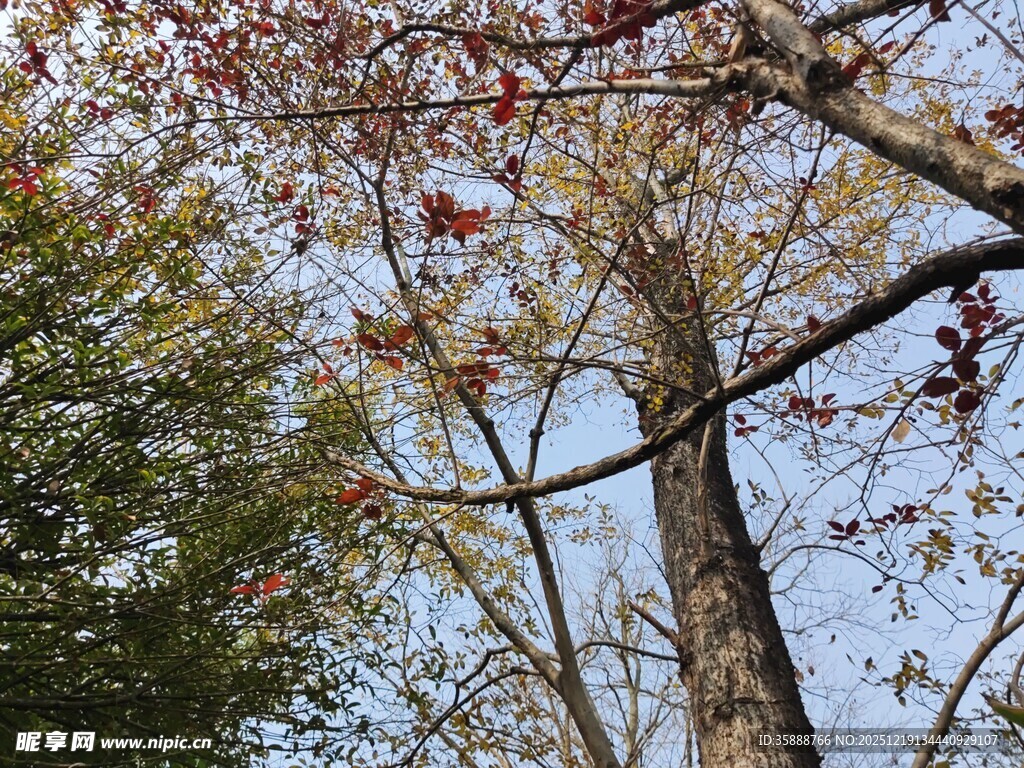 秋日林间树梢景致