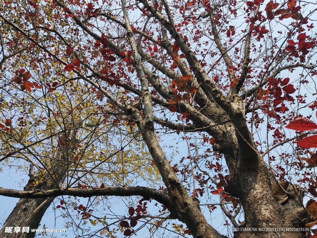秋日红枫树枝干景致