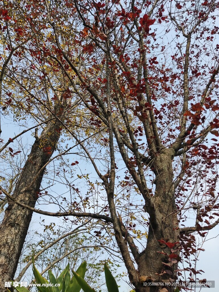 红枫树枝与蓝天相映