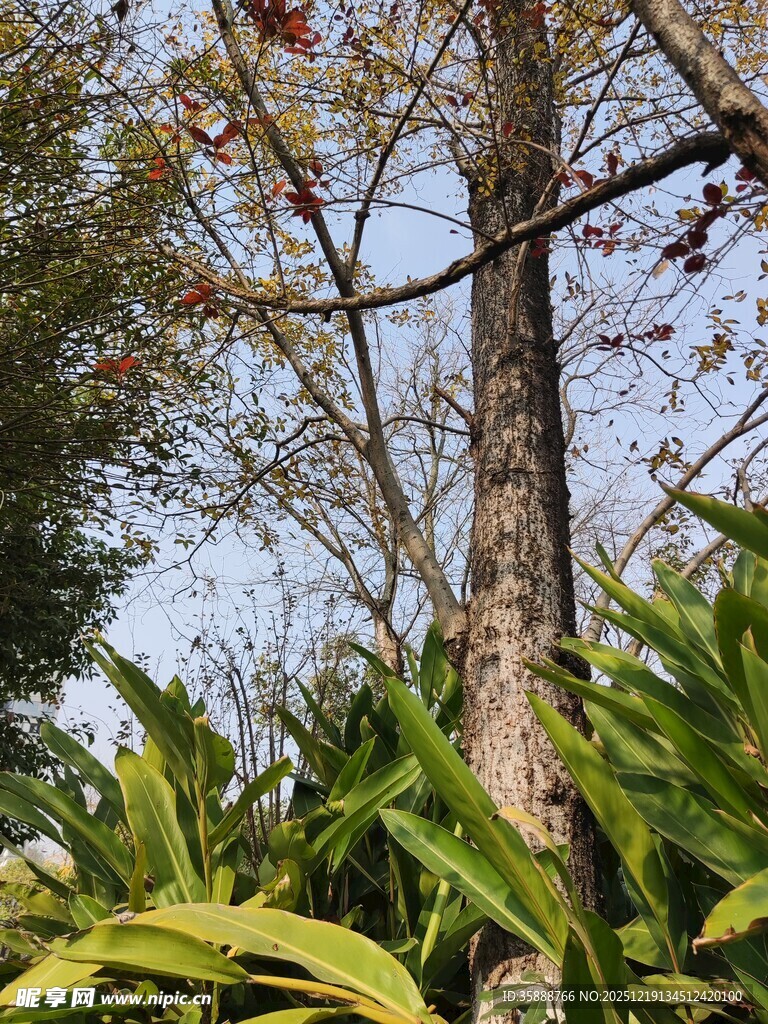 繁茂绿植中的挺拔树木