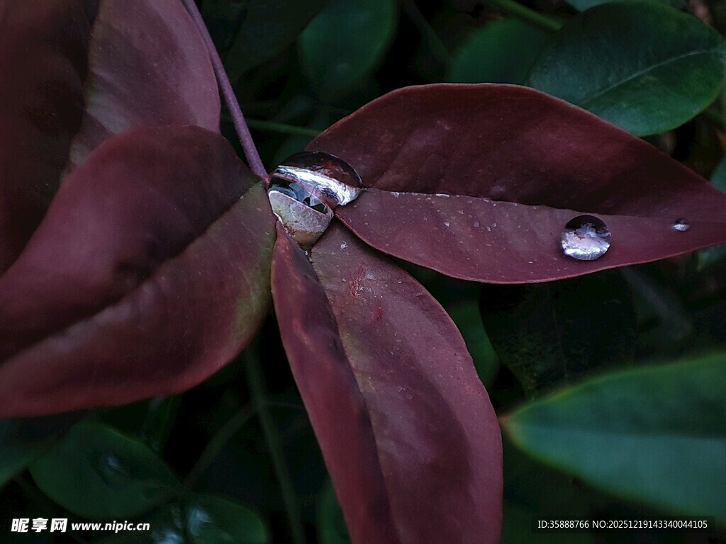 红叶上的晶莹水珠