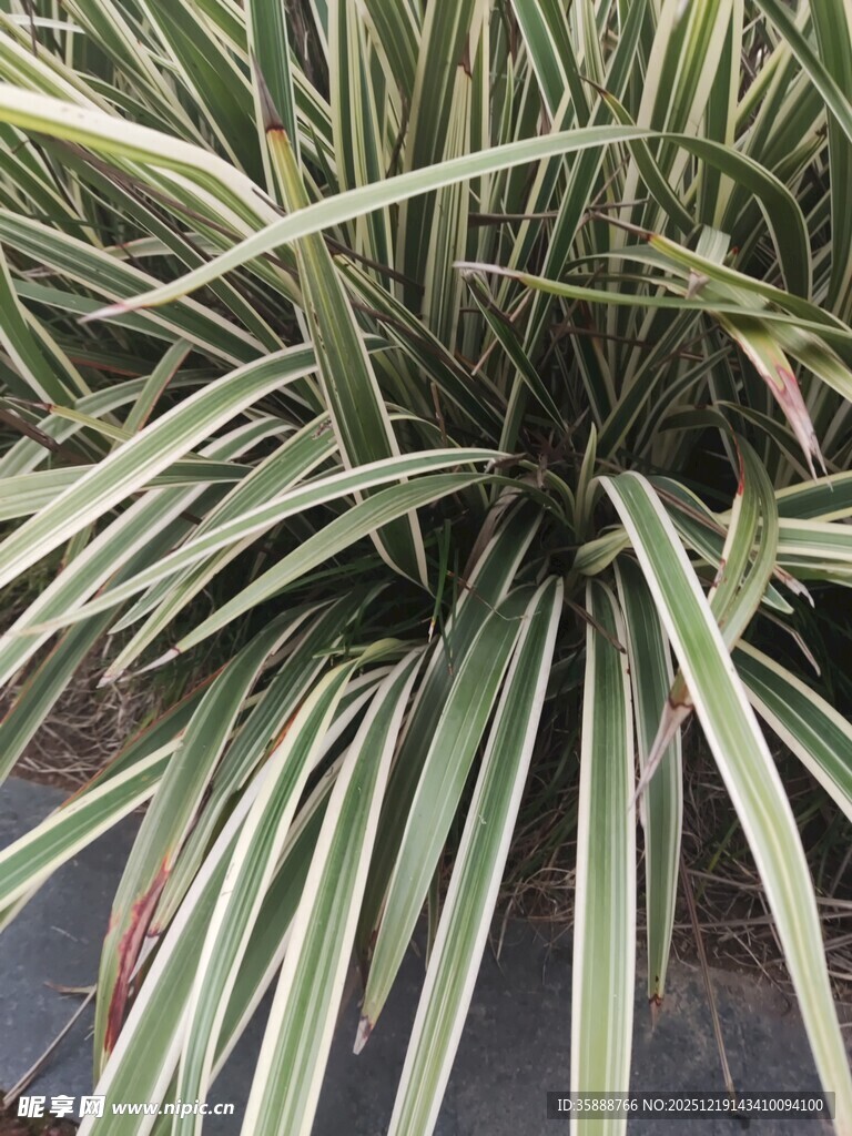 条纹绿叶植物特写