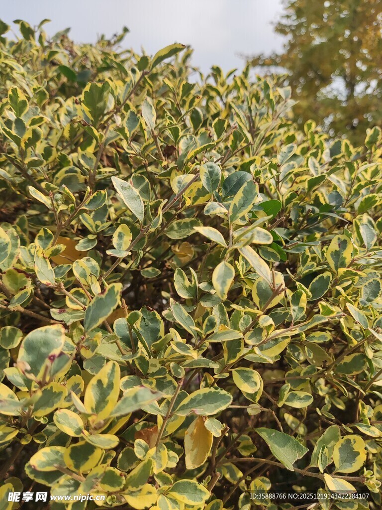 黄绿相间的繁茂植物叶片