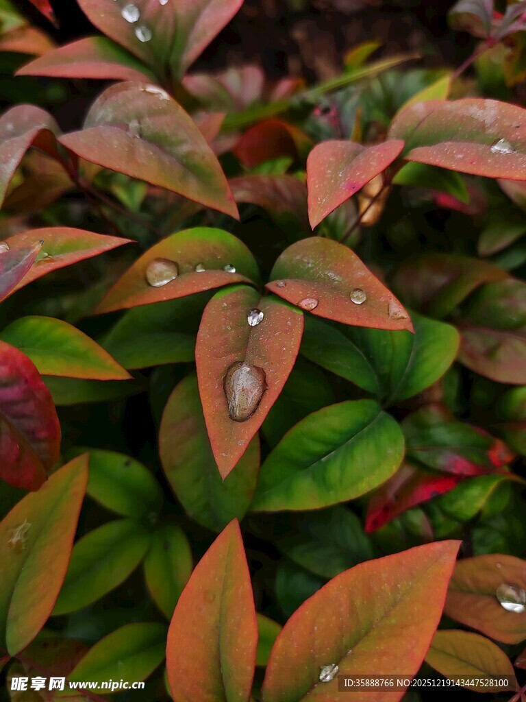 带水珠的多彩植物叶片