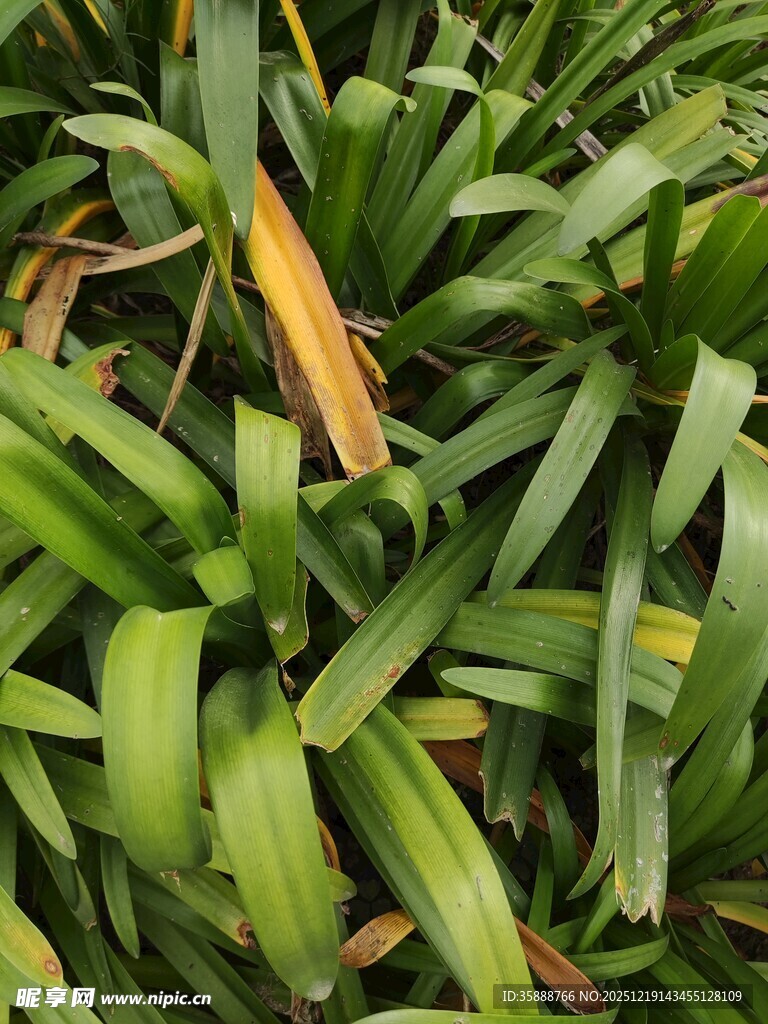 翠绿繁茂的长条状植物叶片