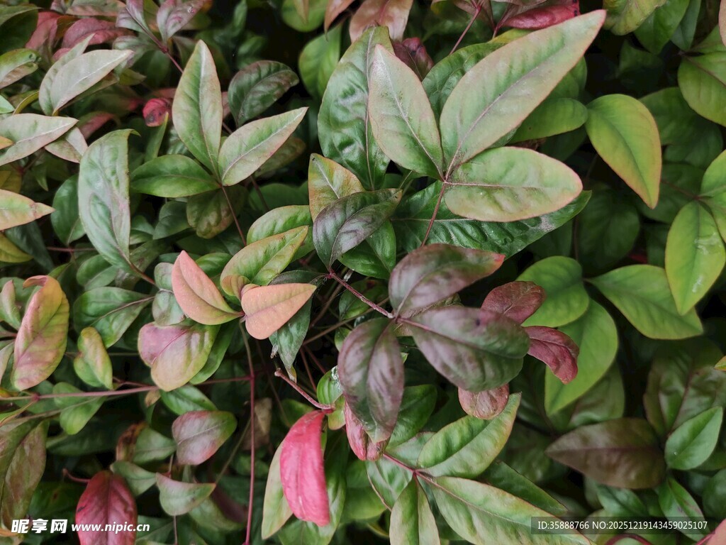 多彩斑斓的植物叶片