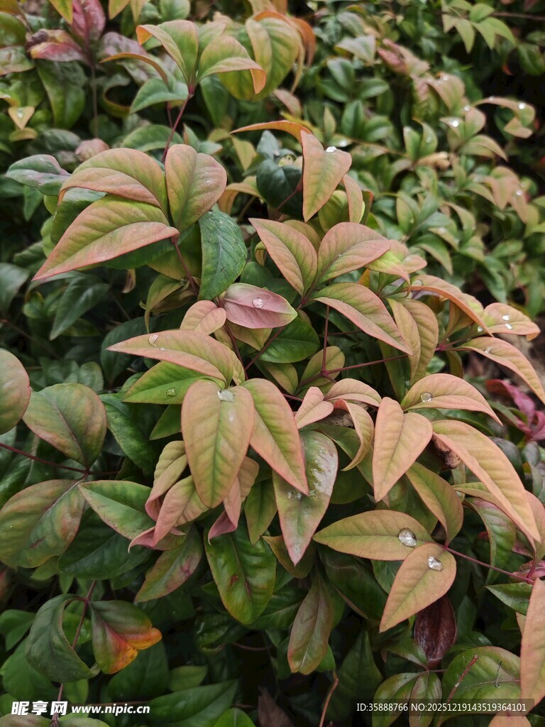 多彩斑斓的植物叶片