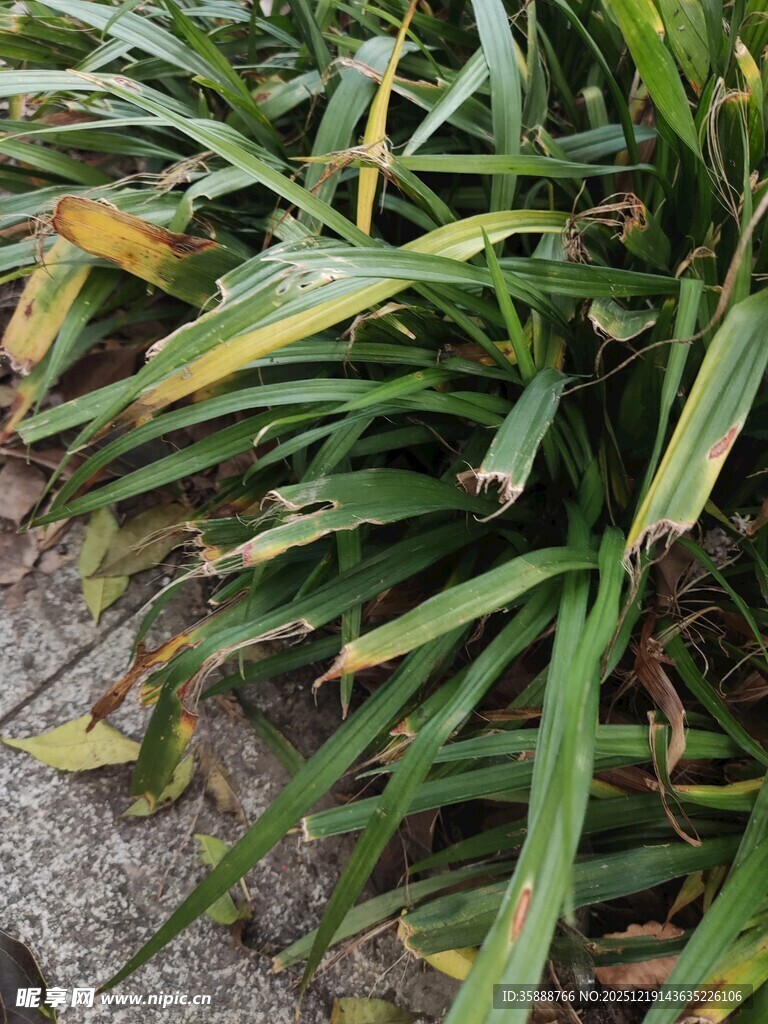 翠绿带黄边的丛生植物