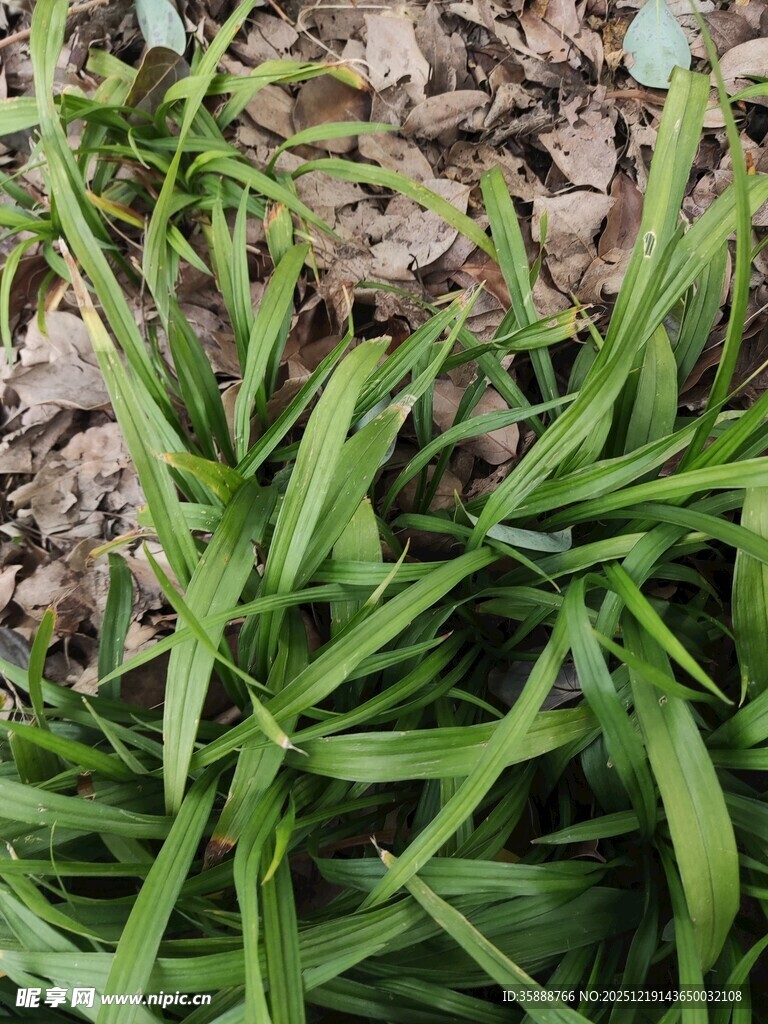 嫩绿叶片生长于泥土间