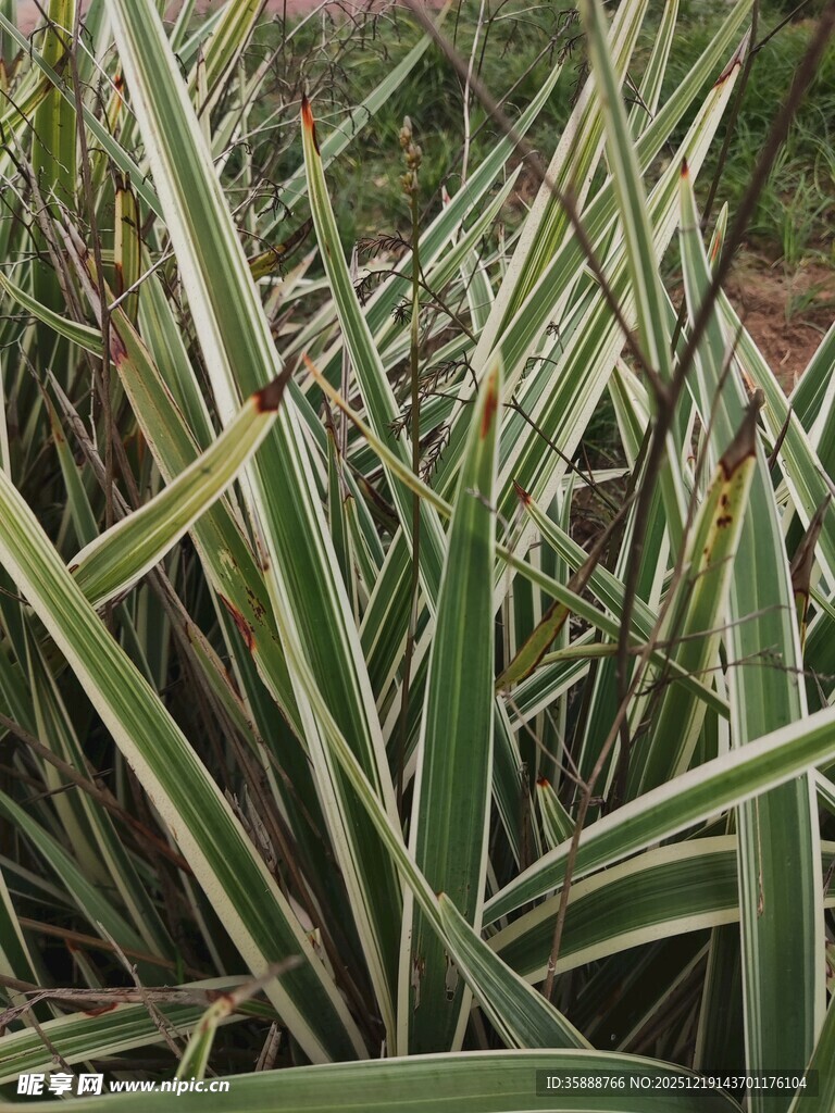 条纹绿叶植物特写