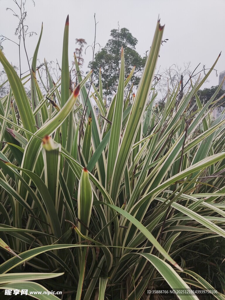 翠绿金边草自然清新景