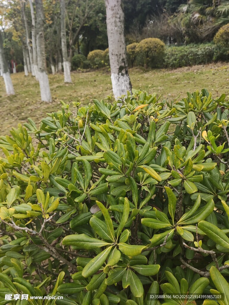 绿叶灌木与远处树木景观