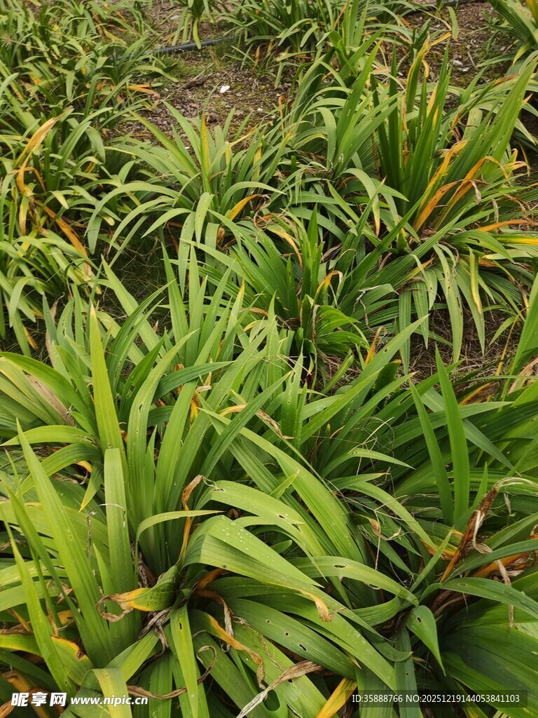 田间葱郁的绿色植物
