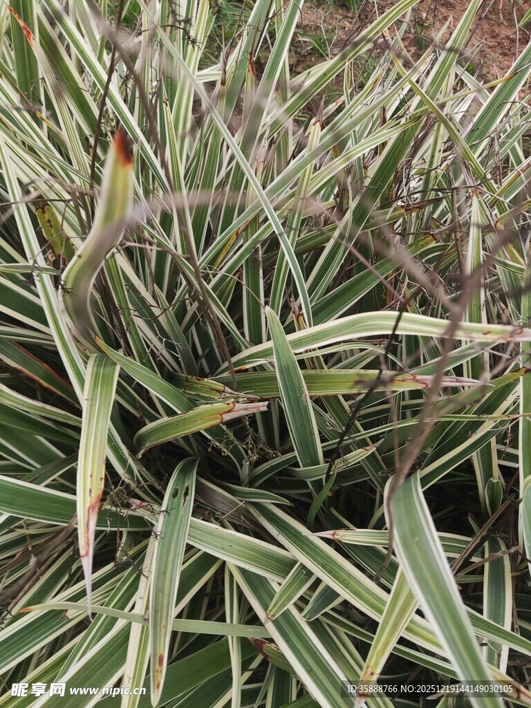 细长条纹叶片的绿植