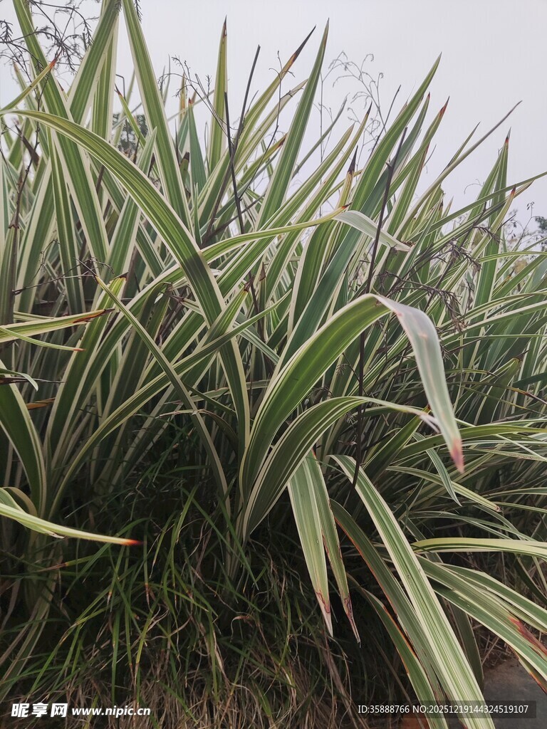 翠绿甘蔗植株特写