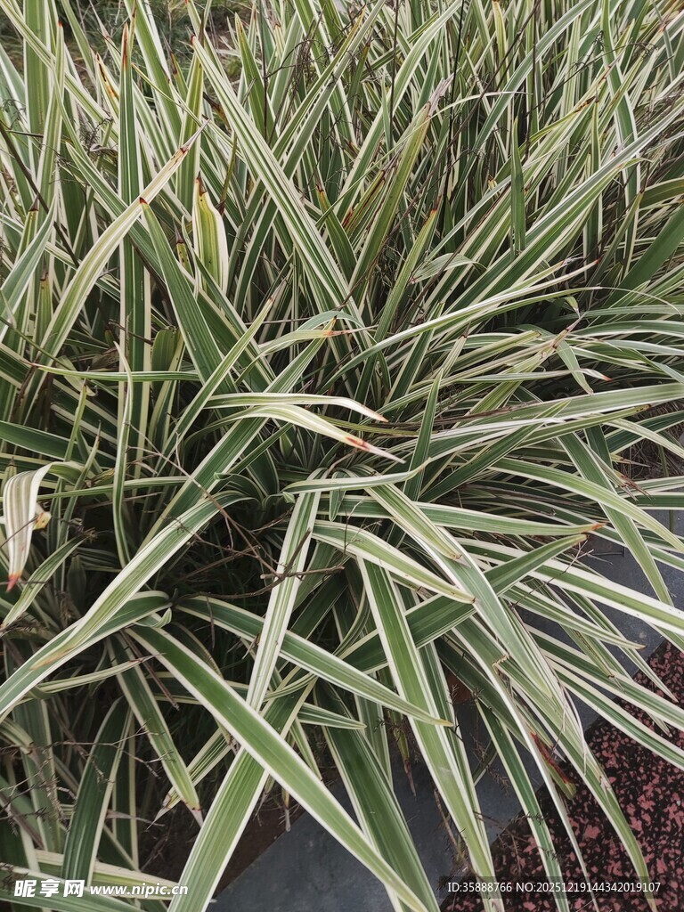 细长条纹叶片的植物