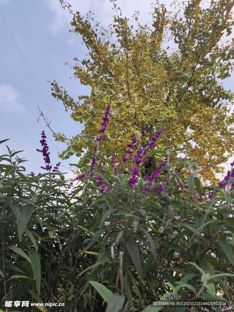 秋日花丛与绿树景致