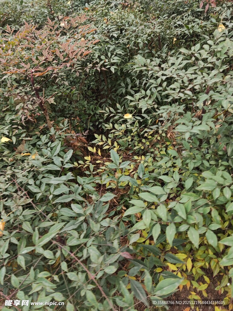 繁茂多彩的植物景观