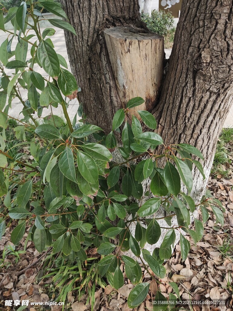 树干上的树洞与周围绿植