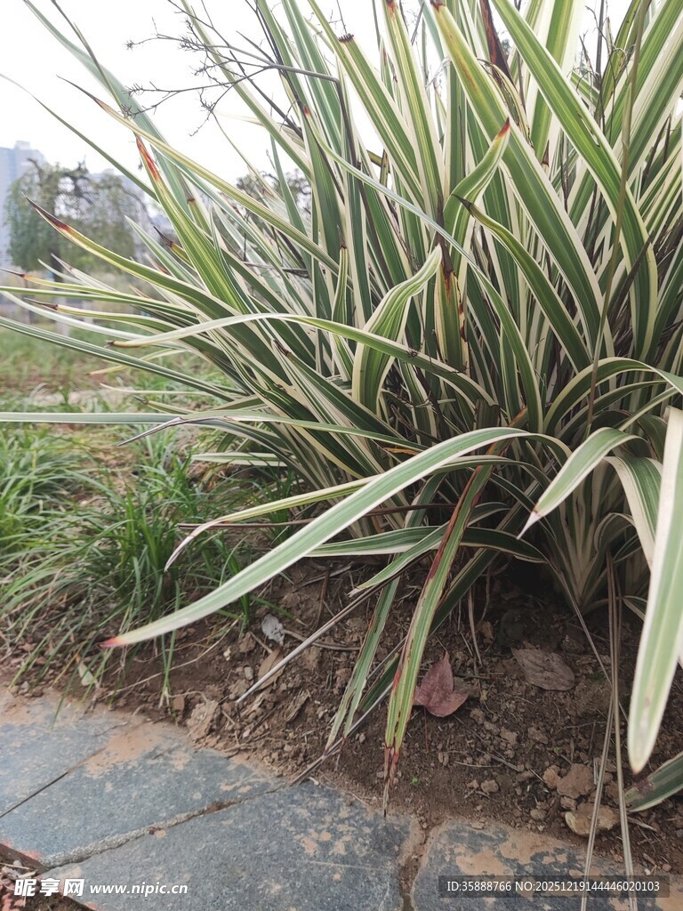 金边麦冬植物景观