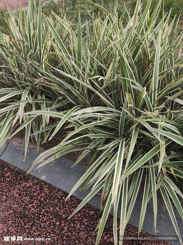 金边麦冬植物景观