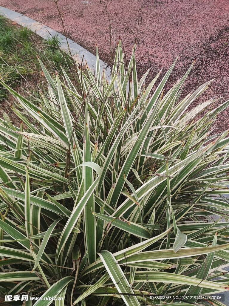 金边麦冬植物特写