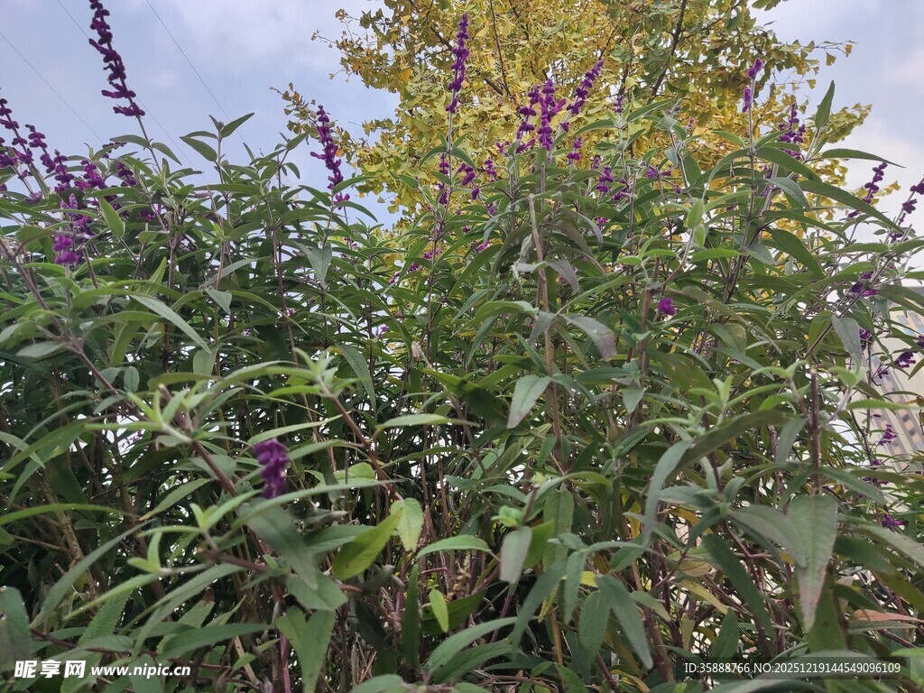 繁茂的紫色花卉植物景观
