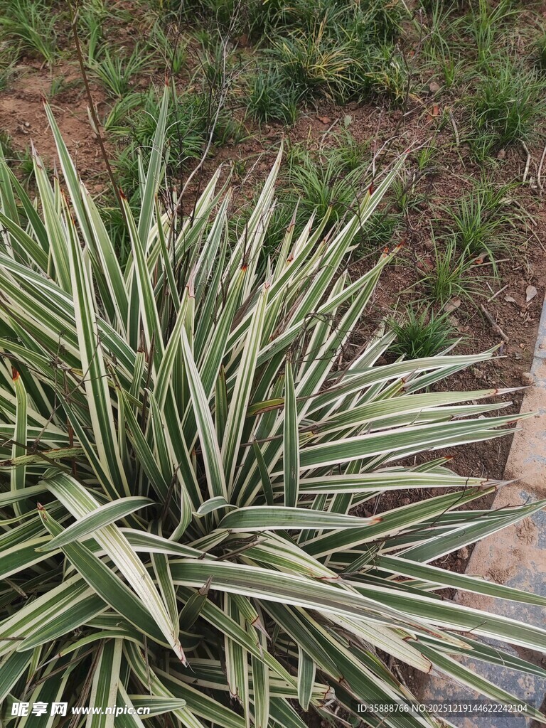 银边麦冬草特写