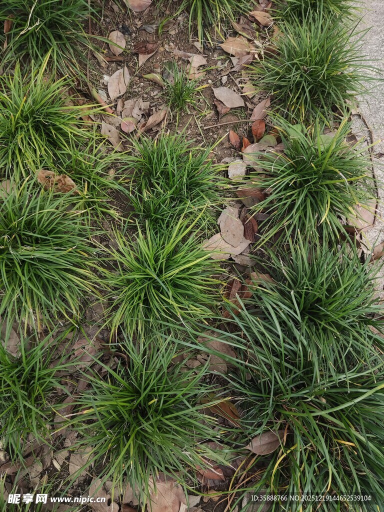 葱郁丛生的绿色草本植物