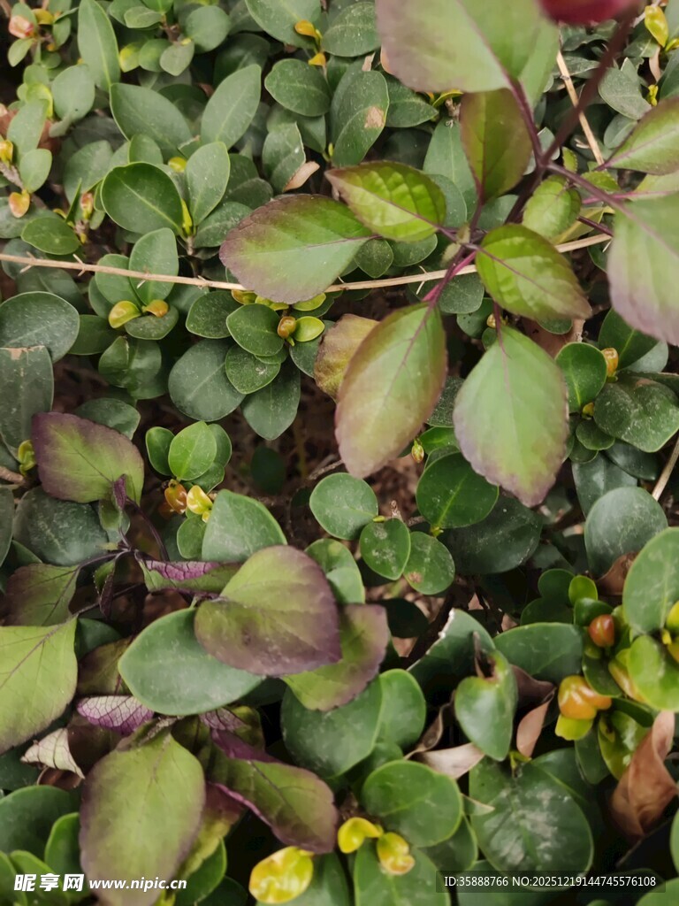 绿叶黄花植物特写