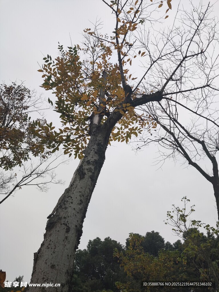 秋日枯树与繁茂背景