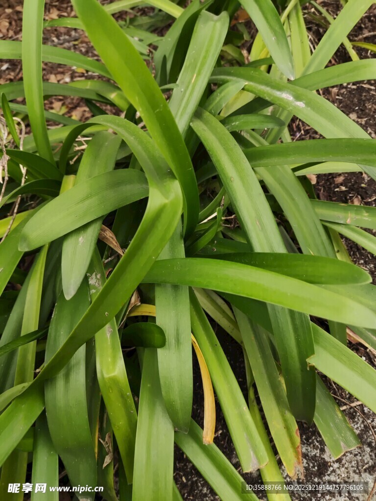 翠绿修长叶片的植物