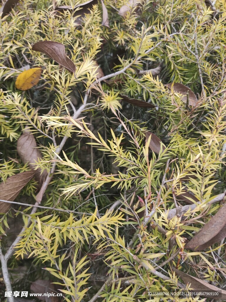 枝叶繁茂的植物景观