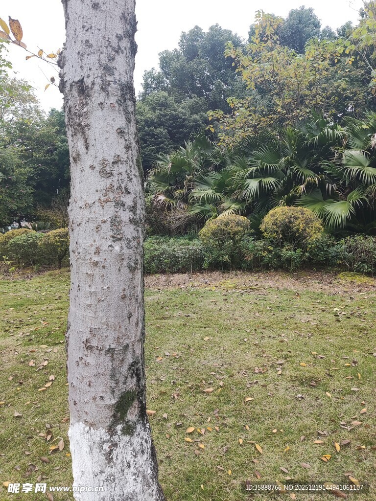 户外草地旁的树干