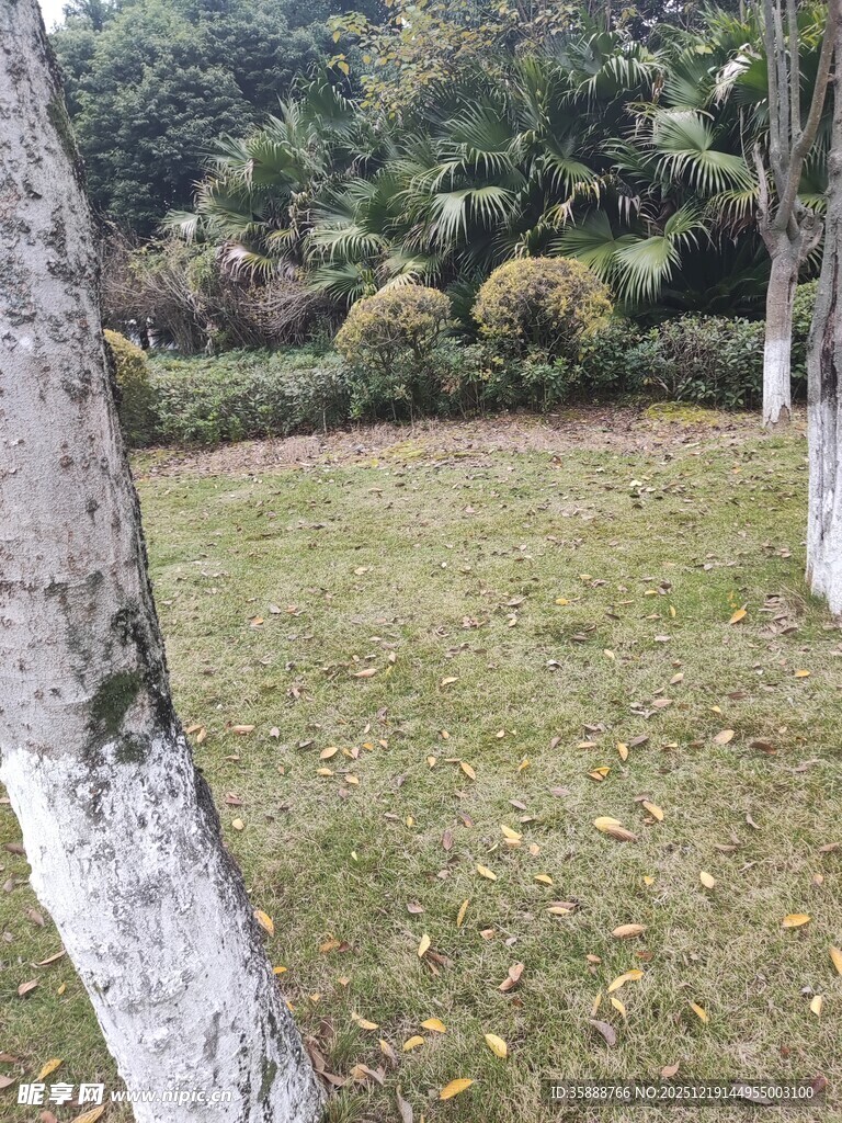 户外草地树木自然景致