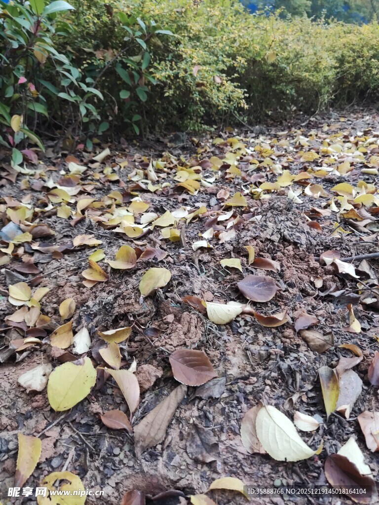 落叶铺地的自然小径