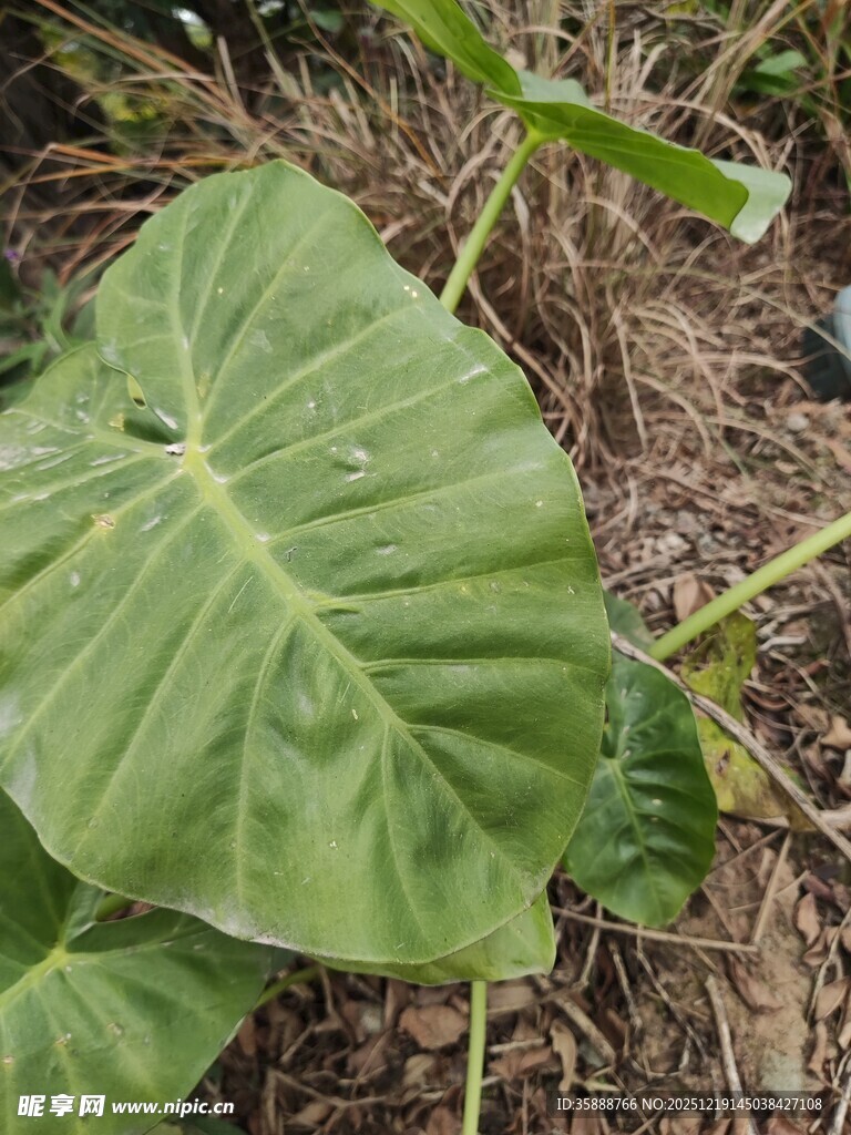 大叶片绿植特写