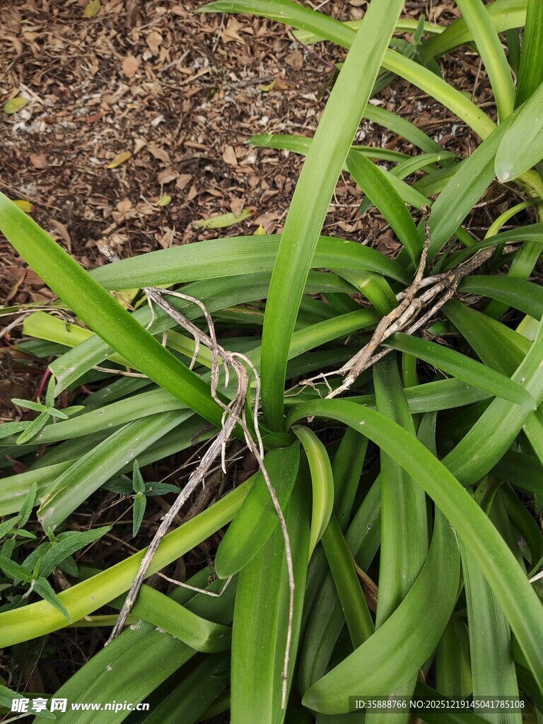 翠绿细长叶片的植物特写
