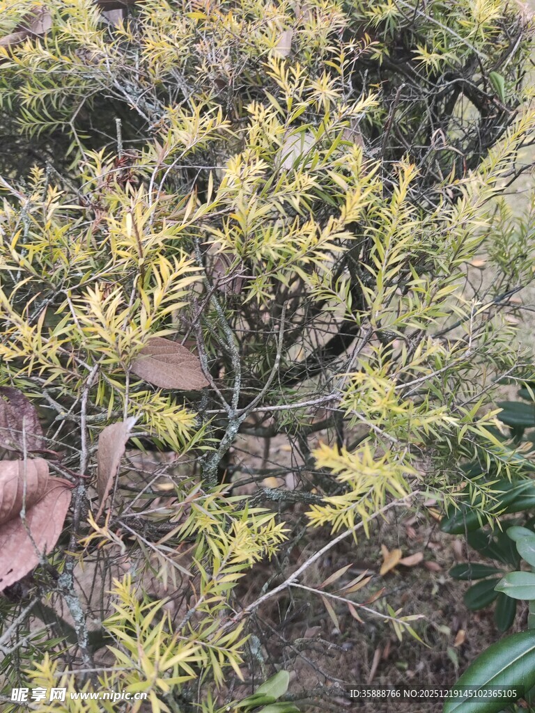 枝叶繁茂的植物景观