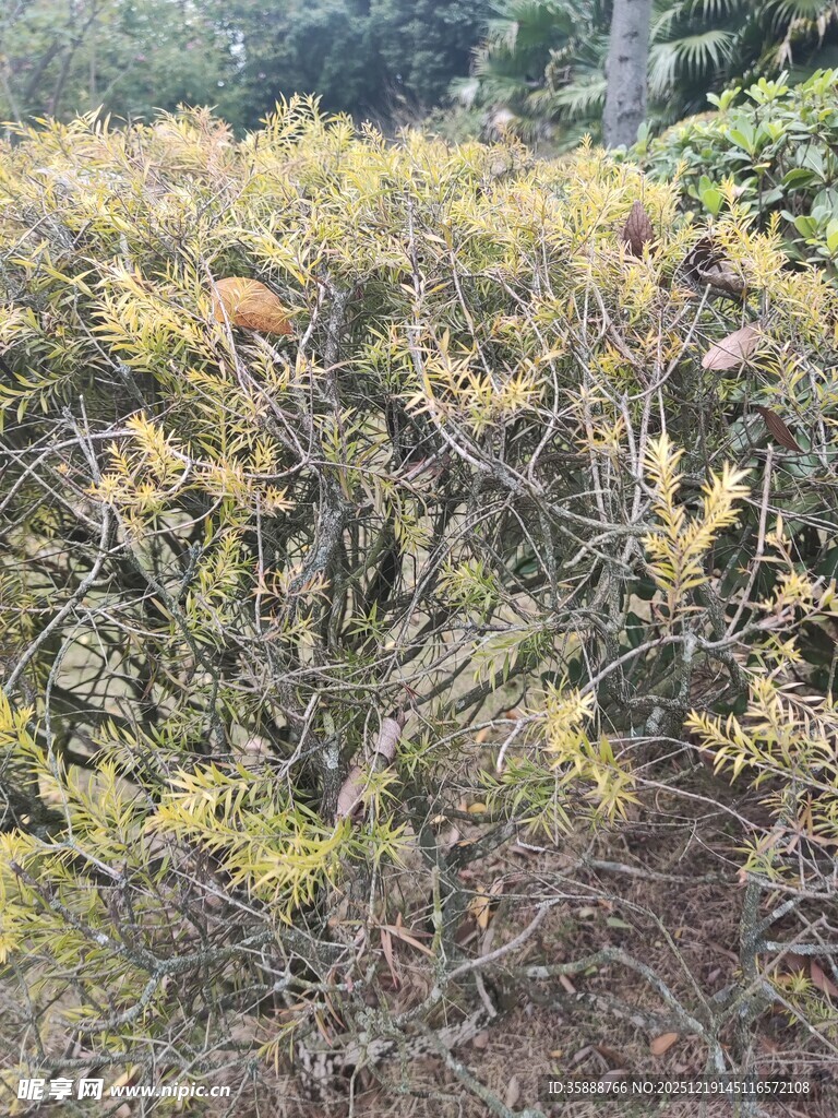 秋日泛黄灌木丛